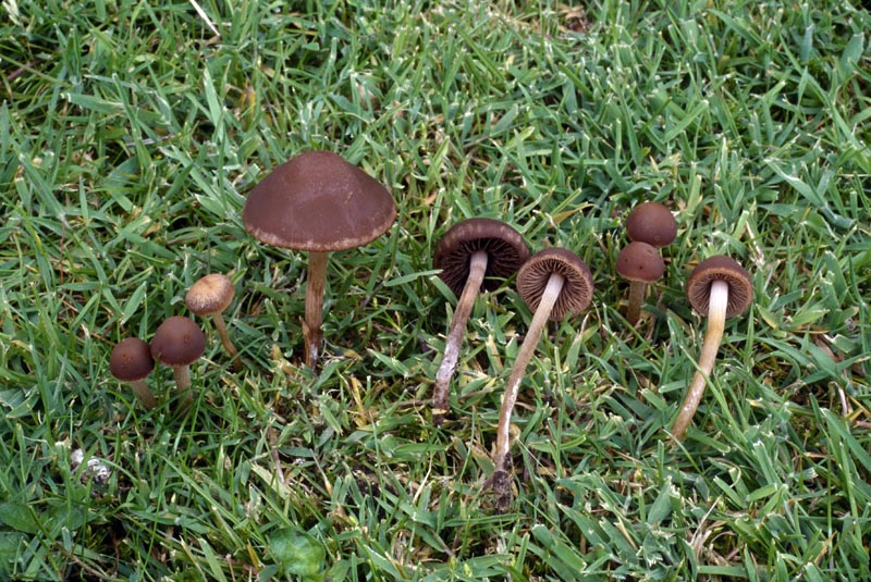 Panaeolus foenisecii
